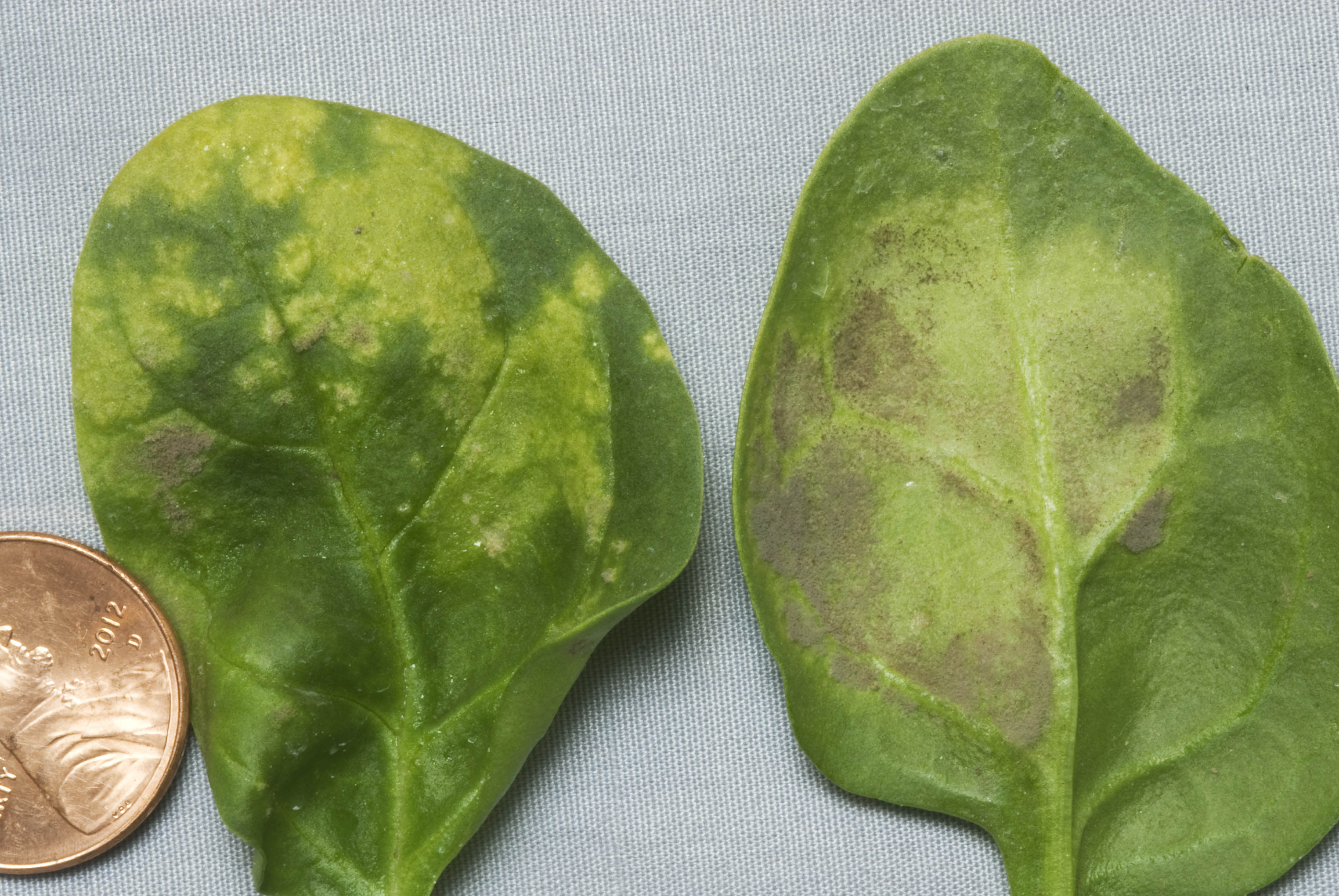 New Race 17 of Spinach Downy Mildew: Miscellaneous Notes