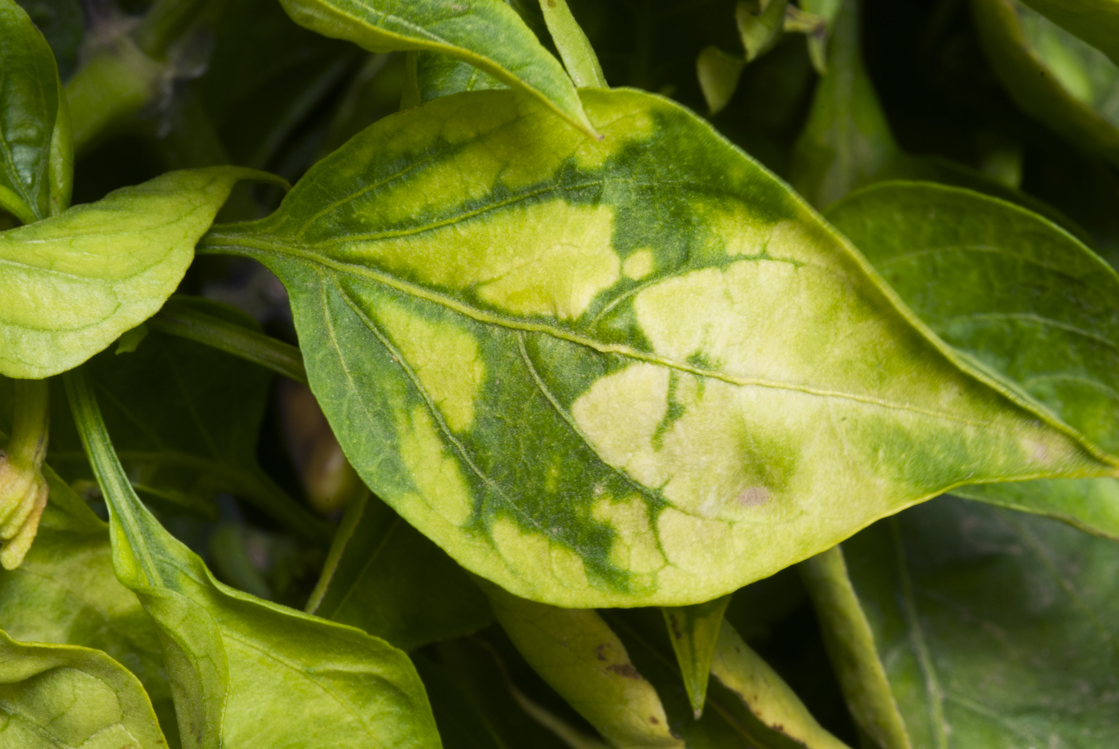 ALFALFA MOSAIC VIRUS IN VEGETABLE CROPS